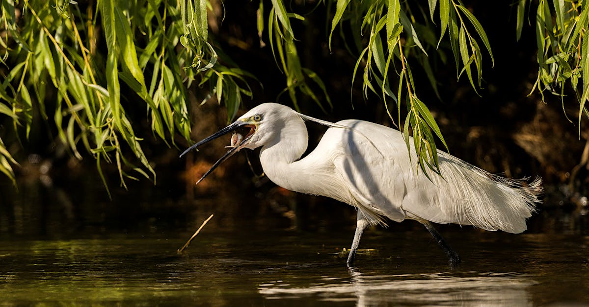 découvrez la beauté sauvage de la camargue, une région emblématique du sud de la france, célèbre pour ses paysages naturels préservés, ses chevaux blancs, ses flamants roses et sa riche biodiversité. explorez cette terre de traditions, de culture et de traditions équestres, où le rhône rejoint la méditerranée.