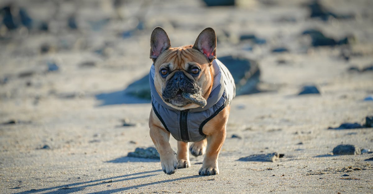 découvrez les îles françaises, un véritable paradis au cœur de l'atlantique et de la méditerranée. explorez des paysages à couper le souffle, des plages de sable fin et une culture riche. parfait pour les amateurs de nature, d'aventure et de détente.