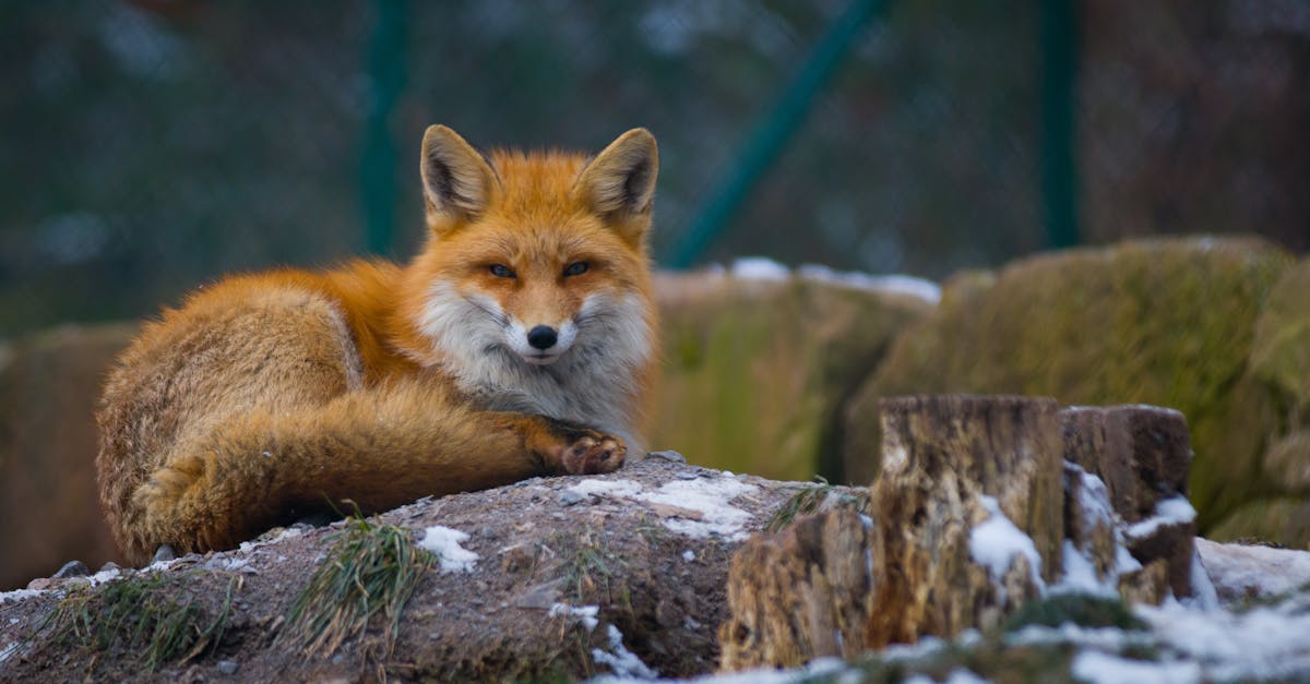découvrez le gers, un département français au cœur de la gascogne, où les paysages verdoyants, la gastronomie authentique et les traditions culturelles se rencontrent. explorez ses villages pittoresques, savourez ses plats régionaux et plongez dans l'histoire fascinante de cette terre chaleureuse.