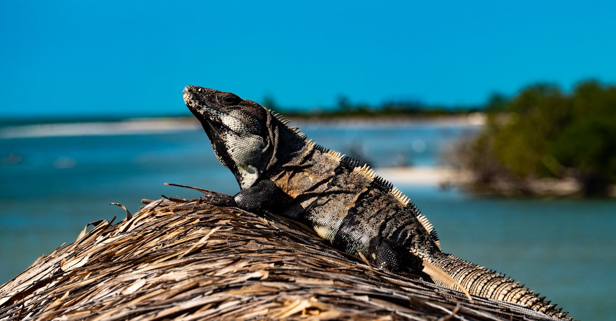 découvrez holbox, une île paradisiaque du mexique, réputée pour ses plages de sable blanc, ses eaux turquoise et sa biodiversité exceptionnelle. évadez-vous dans ce havre de paix où la nature et la détente se rencontrent, parfait pour les amoureux de la tranquillité et des aventures aquatiques.