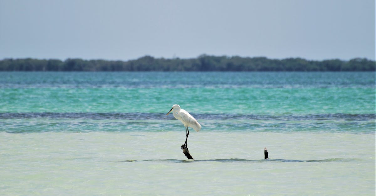découvrez holbox, une île paradisiaque au large des côtes du mexique, célèbre pour ses plages de sable blanc, ses eaux turquoise et sa faune diversifiée. parfait pour une escapade relaxante ou une aventure inoubliable en pleine nature.