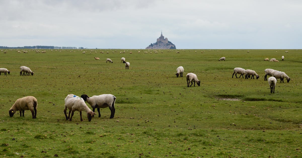 découvrez une collection époustouflante de panoramas à couper le souffle. plongez dans des paysages fascinants qui éveillent vos sens et vous transportent vers des horizons lointains. que ce soit des montagnes majestueuses, des plages ensoleillées ou des villes vibrantes, nos panoramas vous invitent à explorer le monde sous un nouvel angle.