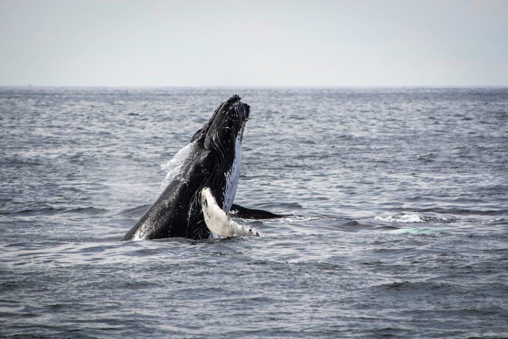découvrez l'incroyable expérience d'observation des baleines, où vous pourrez admirer ces majestueux géants des mers dans leur habitat naturel. rejoignez-nous pour une aventure inoubliable en pleine mer !