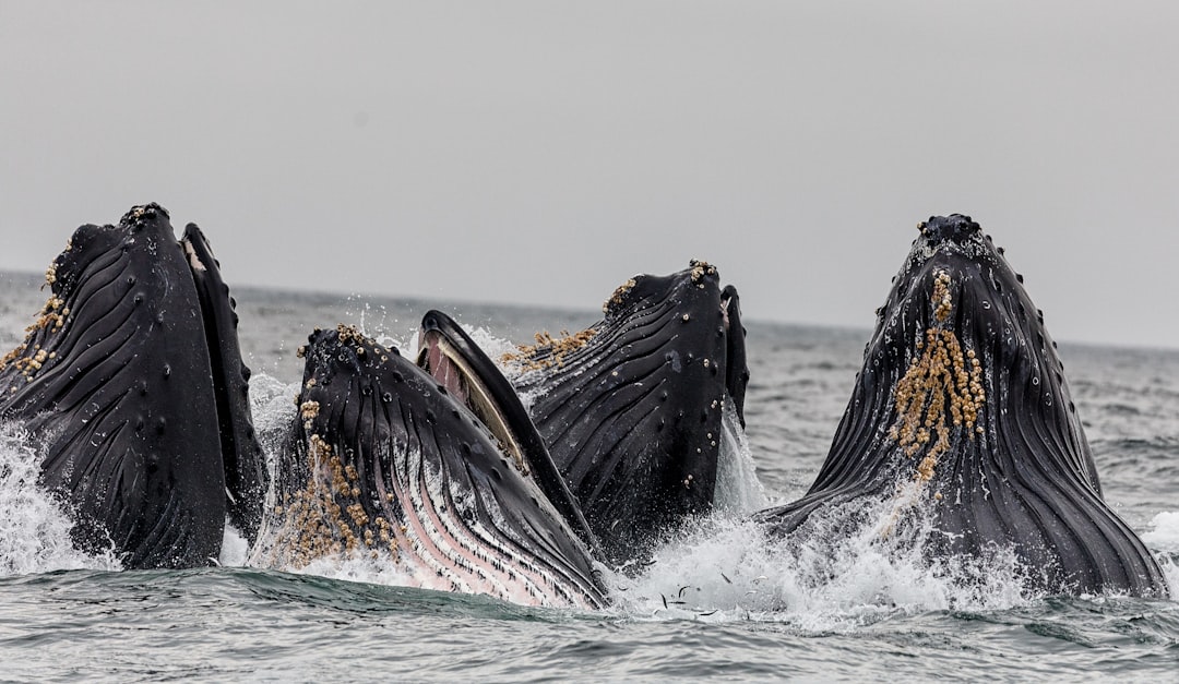 découvrez l'émerveillement de l'observation des baleines, une expérience inoubliable au cœur de la nature. explorez les meilleurs spots et approchez ces majestueuses créatures marines dans leur habitat naturel.