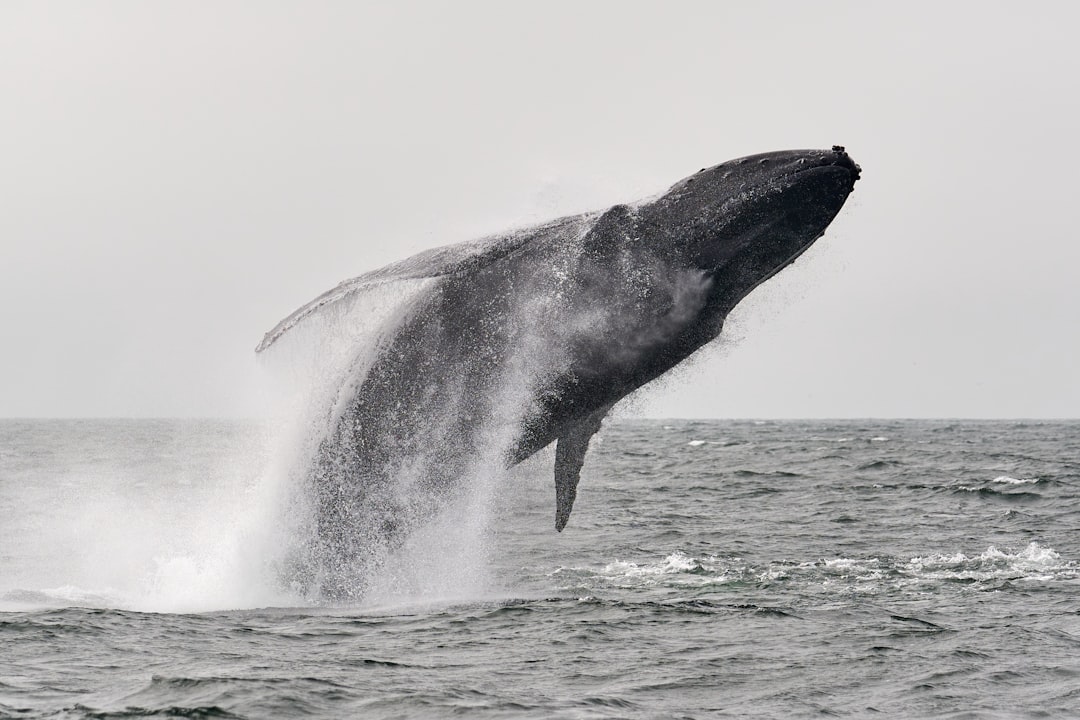 découvrez l'émerveillement de l'observation des baleines avec nos excursions uniques. plongez au cœur de l'océan et observez ces majestueux mammifères marins dans leur habitat naturel, tout en apprenant sur leur comportement fascinant et leur conservation.