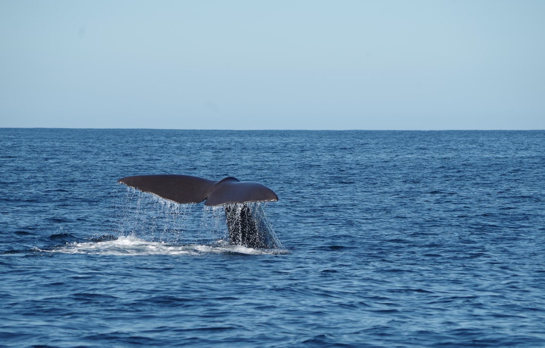 venez vivre une expérience inoubliable d'observation des baleines ! rejoignez-nous pour une aventure en mer où vous pourrez admirer ces majestueux mammifères marins dans leur habitat naturel. parfait pour les amoureux de la nature, les familles et les passionnés de biologie marine.