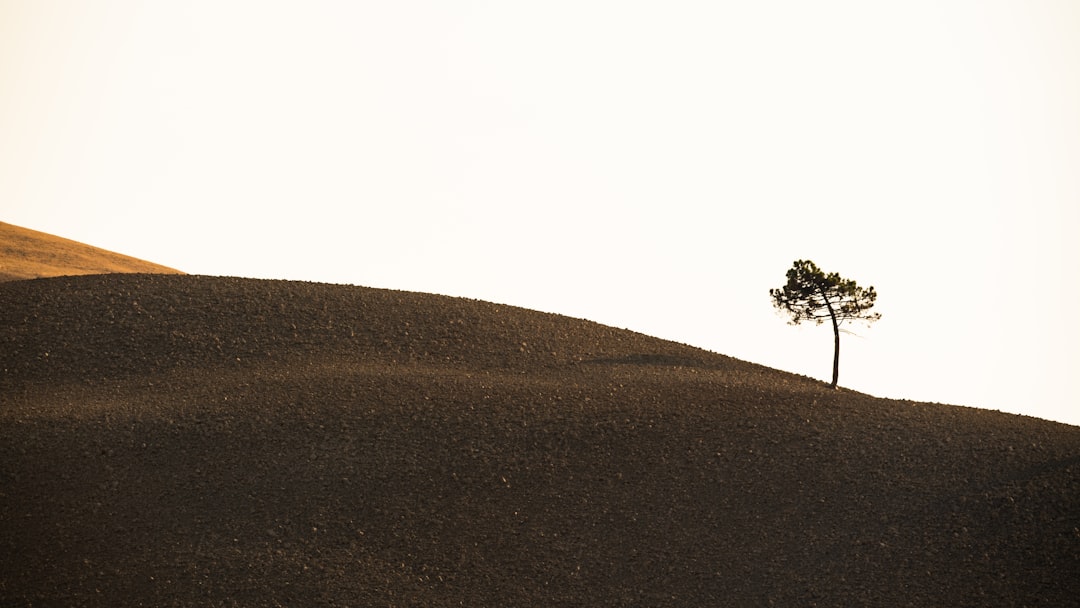 découvrez figari, une charmante commune située en corse-du-sud, réputée pour ses paysages époustouflants, ses plages paradisiaques et une riche culture locale. explorez les merveilles naturelles, profitez des activités en plein air et savourez la gastronomie corse dans ce cadre idyllique.
