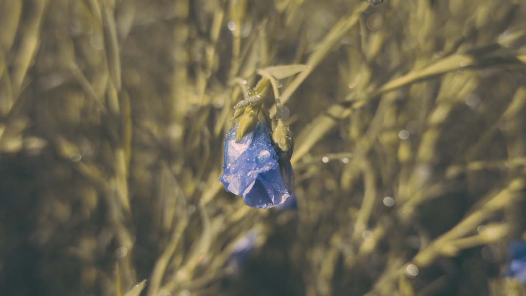 découvrez les trésors cachés de la provence, des lieux secrets et authentiques pour une expérience unique au cœur de cette magnifique région.