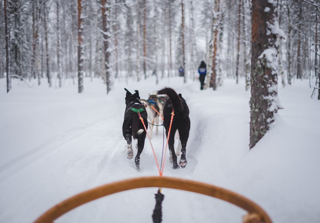 découvrez la laponie finlandaise, une région magique offrant des paysages enneigés, des aurores boréales impressionnantes et des aventures inoubliables au cœur de la nature arctique.