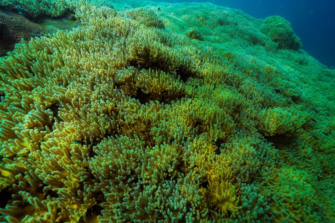 découvrez les merveilles marines, un monde fascinant rempli de beauté et de mystères sous l'eau.