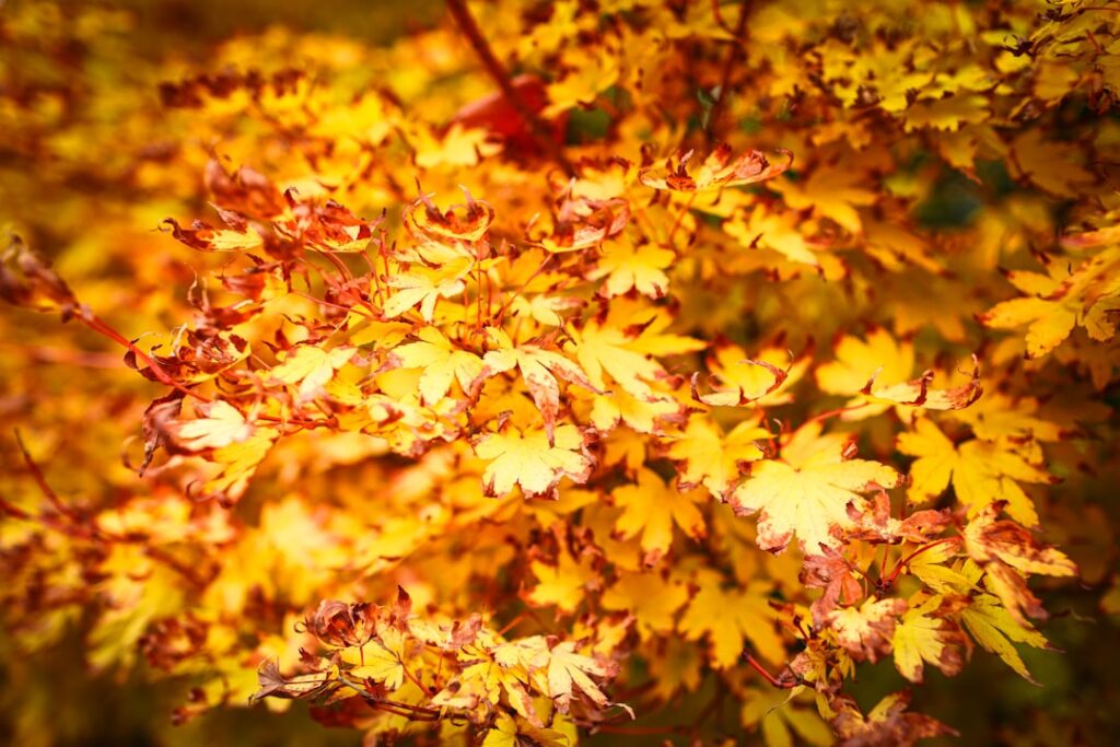 découvrez amsterdam en octobre : profitez des couleurs d'automne, des festivals et des événements culturels uniques dans la capitale néerlandaise.