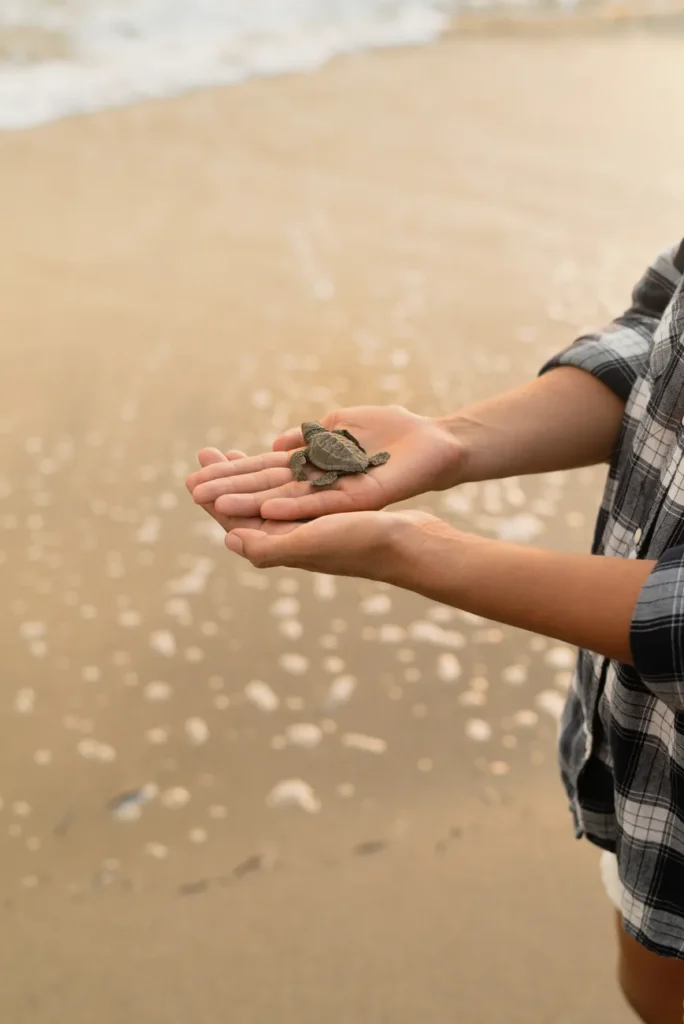 A baby sea turtle being held in human hands against a sandy beach backdrop.