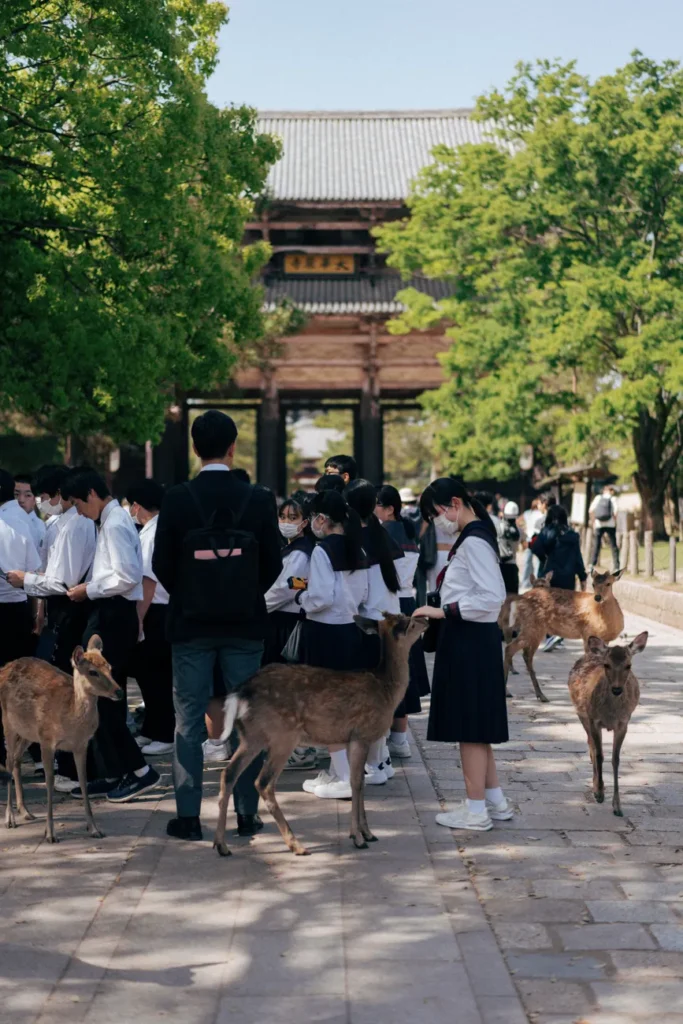 A group of students feeding deer in Nara Park, Japan on a sunny day.