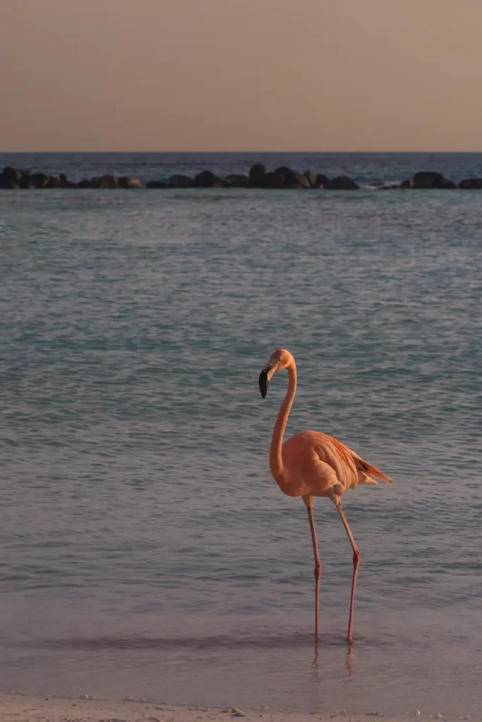 A lone flamingo gracefully wading at sunset on Aruba's serene beach.