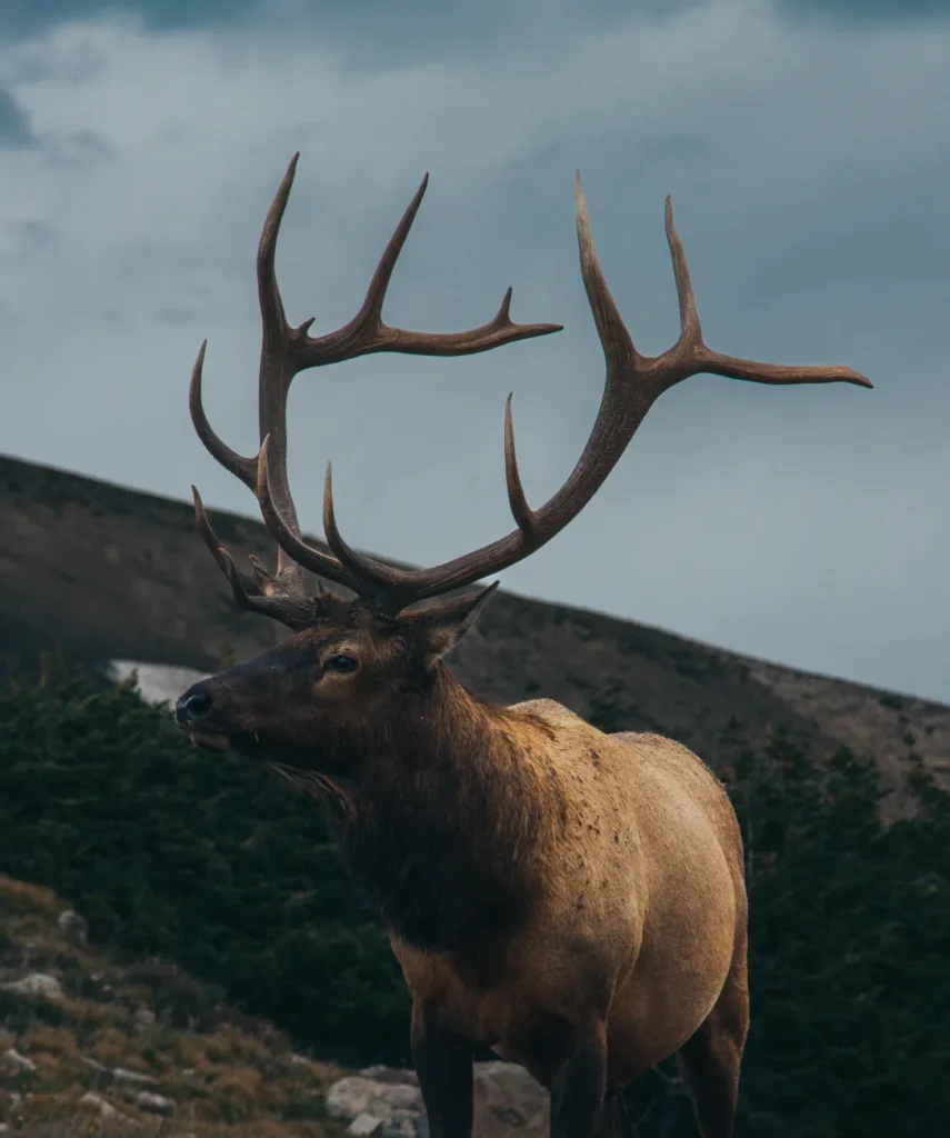 A stunning elk with impressive antlers captured in Estes Park, Colorado, amidst the Rocky Mountains.