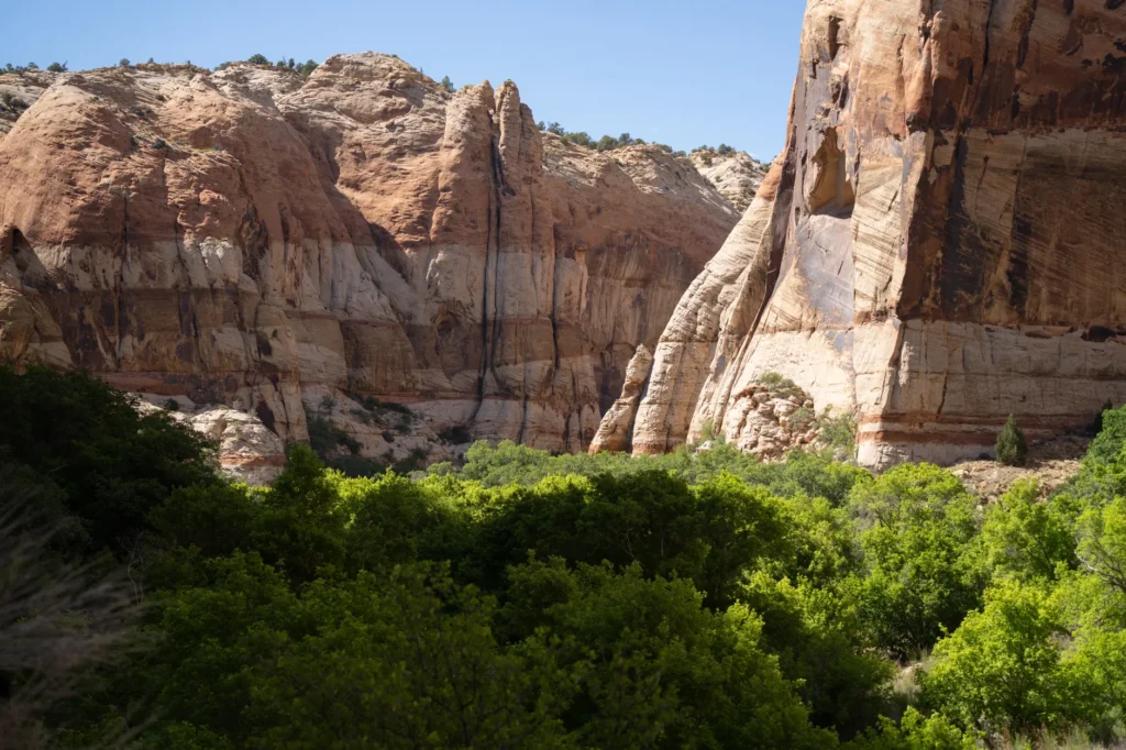 Beautiful view of Calf Creek Canyon's sandstone cliffs and lush greenery in Escalante, Utah.