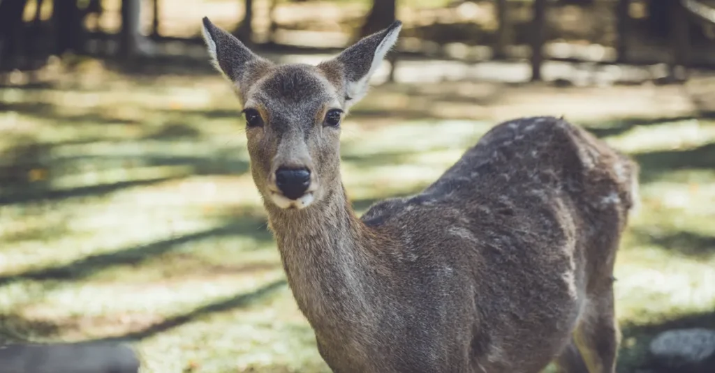 Visiter le parc de Nara en couple : cerfs, temples et plan anti-foule (sans stress) Close-up of a sika deer in Nara Park, Japan, during the day.