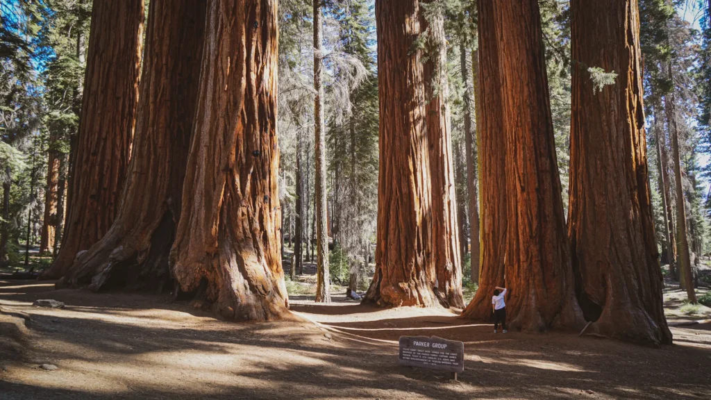 Explore the towering giant sequoias in Mariposa Grove, a stunning natural wonder in Yosemite National Park.