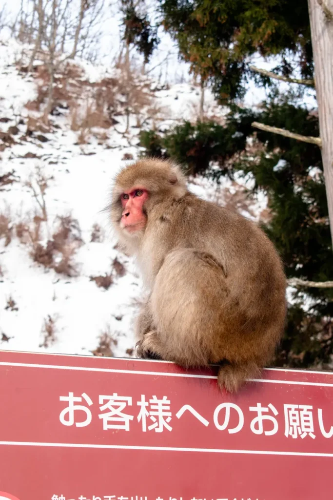 Japanese snow monkey sitting on a sign in snowy Nagano landscape, Japan.