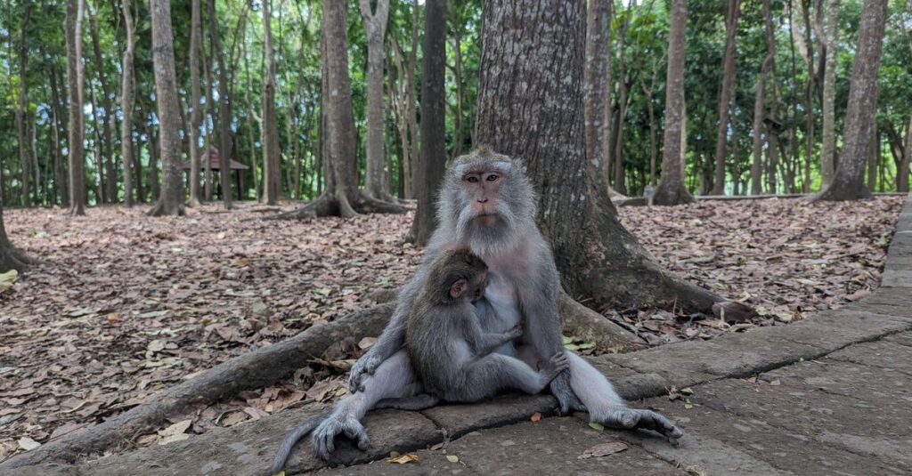 Sangeh Monkey Forest en couple : le guide concret pour voir des singes sans vous cramer (ni vous faire voler) Mother and baby monkeys sitting on a path in the lush Ubud Monkey Forest, Bali.