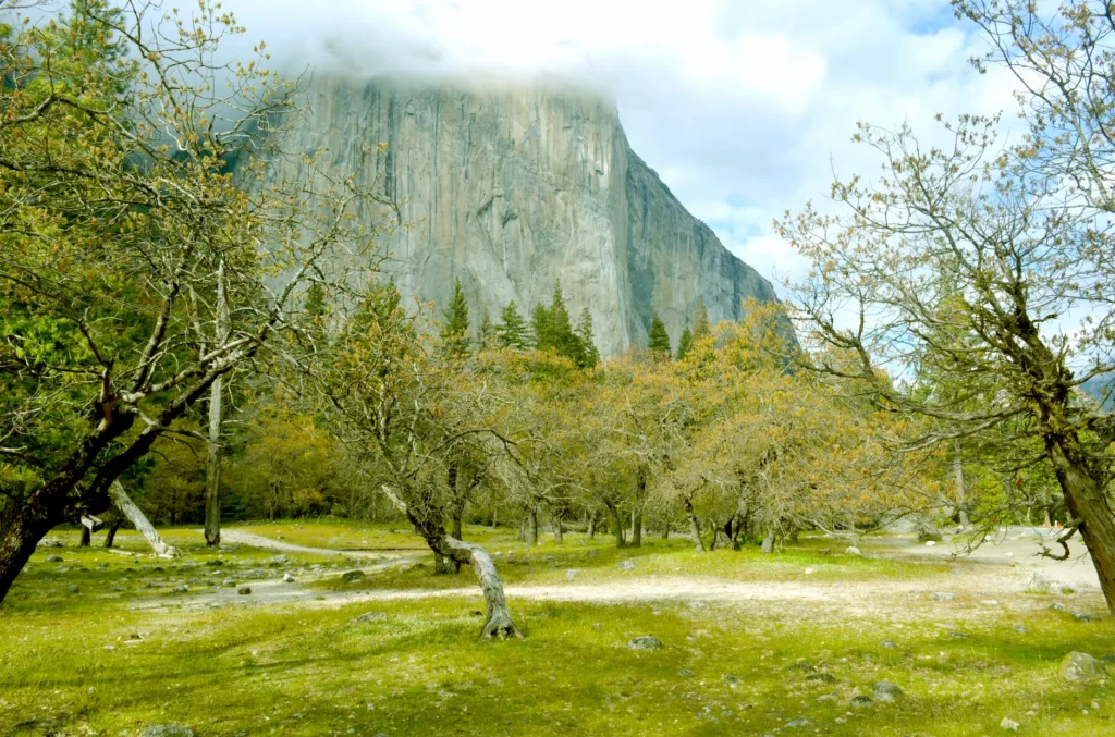 Scenic view of El Capitan surrounded by trees in Yosemite National Park.