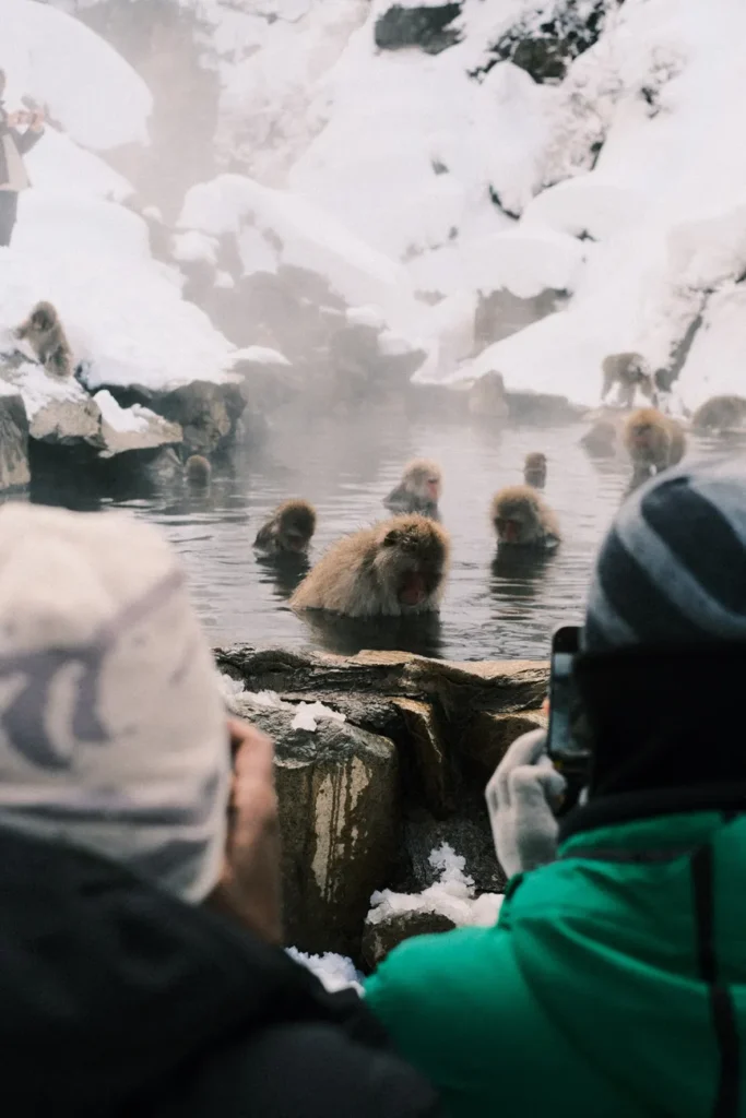 Snow monkeys bathing in hot springs at Jigokudani Park, Yamanochi, Japan, during winter snowfall.