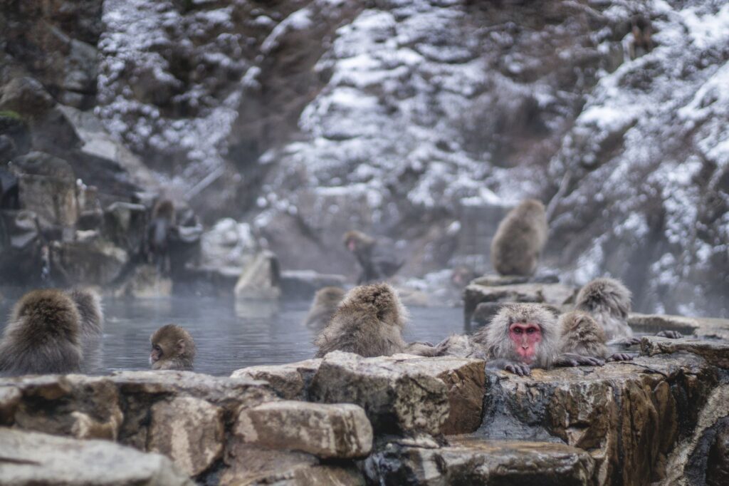 Snow monkeys enjoying a hot spring in winter, Japan's natural habitat.