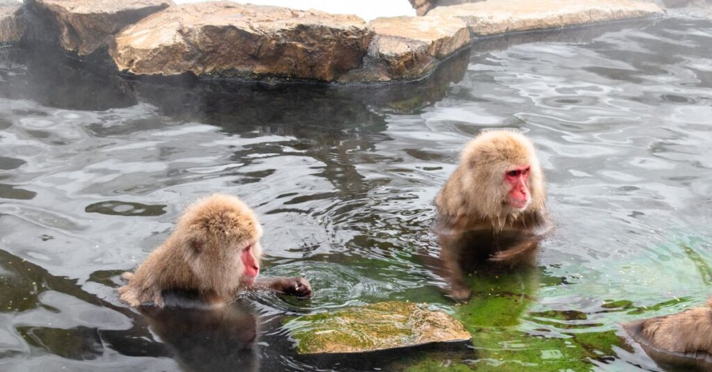 Two Japanese macaques relaxing in a hot spring in Yamanouchi, Nagano, Japan.