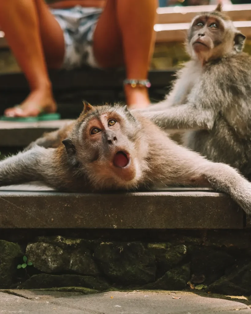 Two monkeys playfully lounging on outdoor stone steps in Bali, Indonesia.