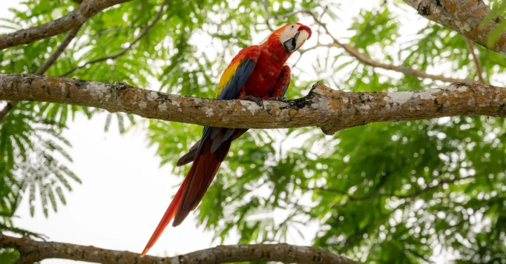 Copan Ruinas en couple : visiter les ruines mayas au bon rythme (et sans pièges) Vibrant scarlet macaw sits on a tree branch surrounded by lush green jungle foliage.