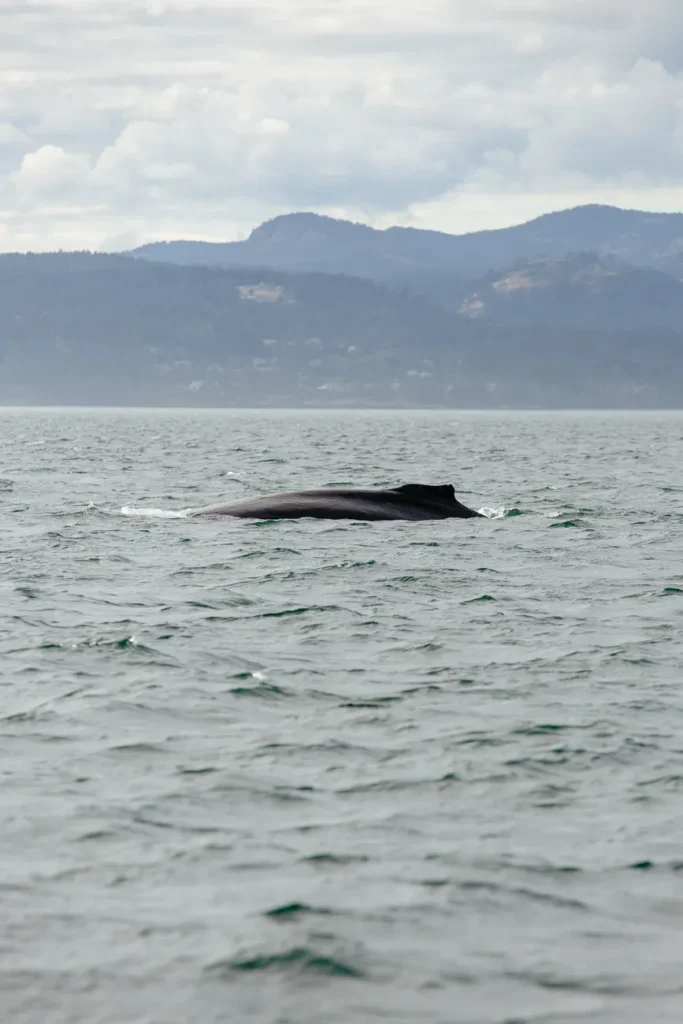 A breathtaking view of a whale surfacing in the ocean with mountains in the background.