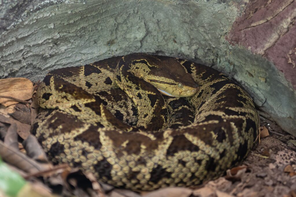 A Bushmaster snake resting in its natural habitat in Costa Rica.