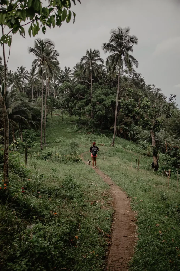 A lone hiker walks on a tropical path surrounded by lush greenery and palm trees.