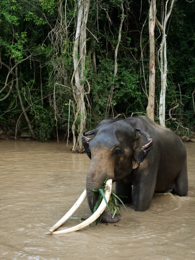 A majestic Asian elephant enjoying a refreshing bath in a secluded jungle river.