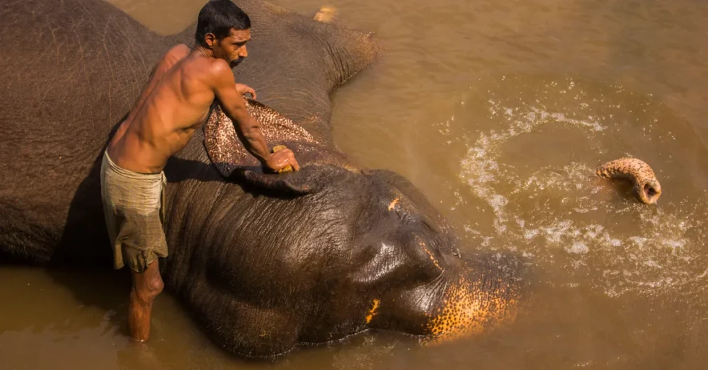 Tangkahan à deux (Sumatra) : laver les éléphants dans la jungle, sans se cramer ni rater le bon timing A man washing an elephant in a river, showcasing a bond between human and wildlife.