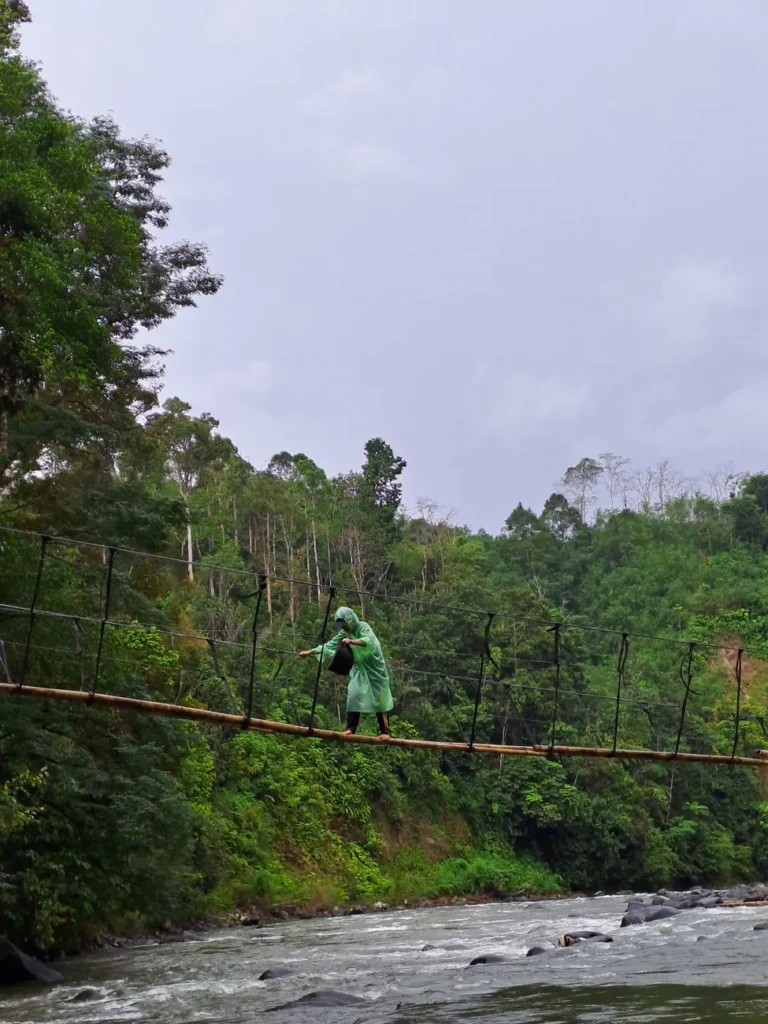 A person in a green raincoat crossing a suspension bridge in a lush rainforest over a river.