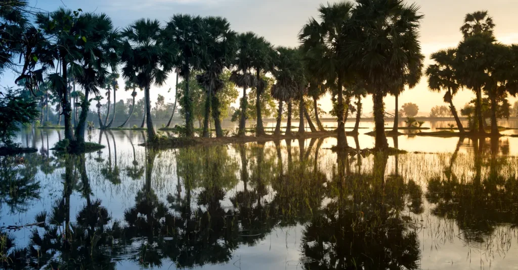 Rammang Rammang en couple (Sulawesi) : le guide concret pour explorer sans vous cramer A serene tropical pond reflecting palm trees at sunrise, capturing nature's peaceful beauty.