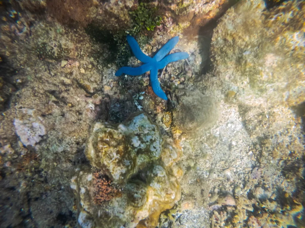 A stunning blue starfish resting on a vibrant coral reef, captured underwater.