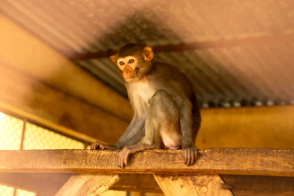 A young monkey sitting on a wooden platform in its enclosure in Sylhet, Bangladesh.