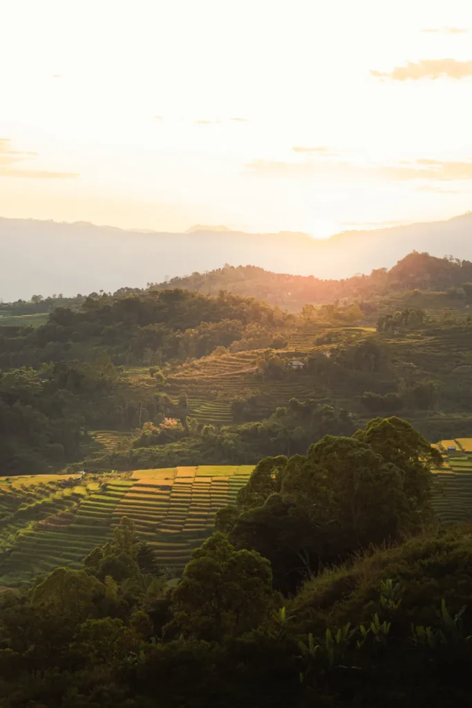 Aerial shot of Ruteng's terraced fields with lush green landscape at sunset.