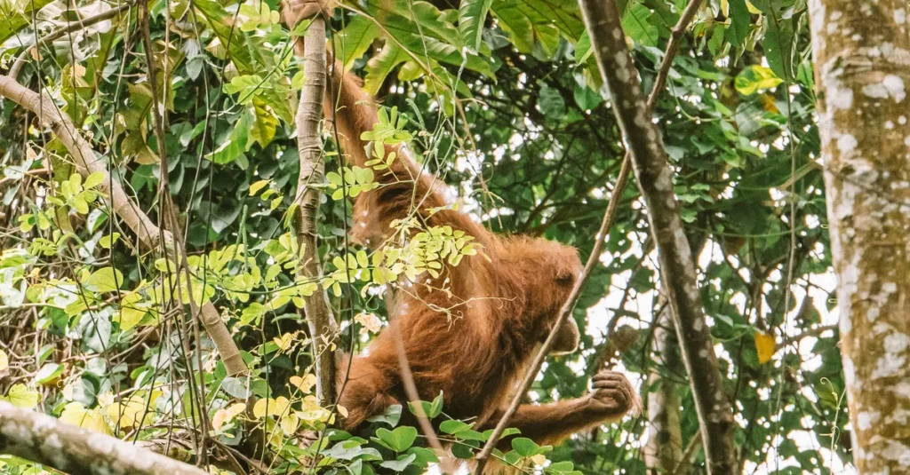 Bukit Lawang en couple : voir les orangs-outans sans vous cramer (guide concret, budget & pièges) An orangutan gracefully swinging through the dense jungle canopy, showcasing its natural habitat.