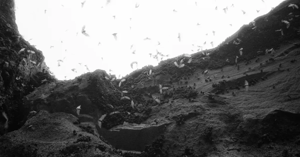 Black and white image of bats flying within a cave at Bali, Indonesia.