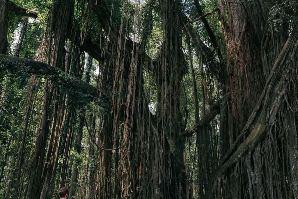 Discover the mystical beauty of an ancient banyan tree amidst a dense and lush tropical forest.