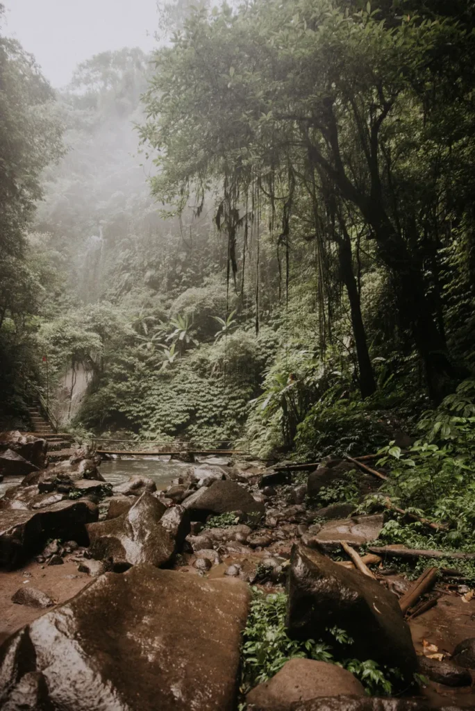 Discover the serene beauty of Bali's lush jungle landscape with misty trees and rocky creek.