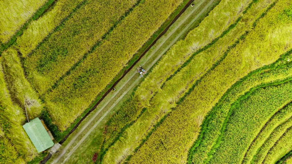 Drone shot of vibrant rice terraces in Ubud, Bali, showcasing the natural beauty of rural landscapes.
