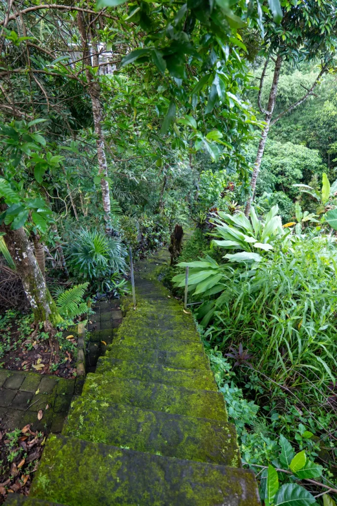 Explore a moss-covered staircase surrounded by Bali's rich jungle foliage.
