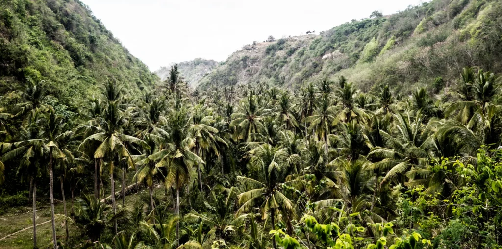 Explore the dense palm forest nestled between lush green hills in Bali.