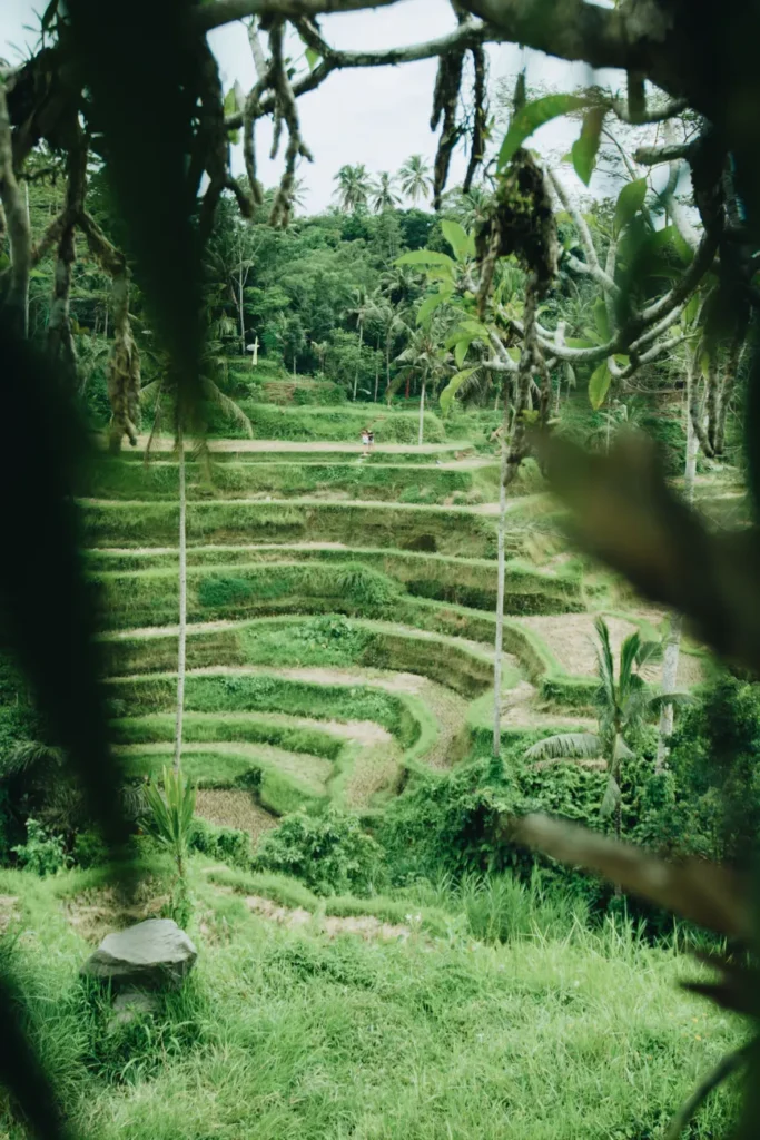 Explore the iconic lush green rice paddies of Ubud, Bali, captured in serene detail.