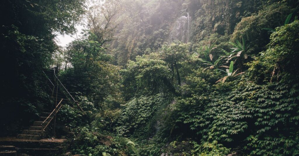 Bali en mode cascades à deux : Ubud la base, nord le grand frisson Explore the vibrant green rainforest landscape of Bali, showcasing rich biodiversity and natural beauty.