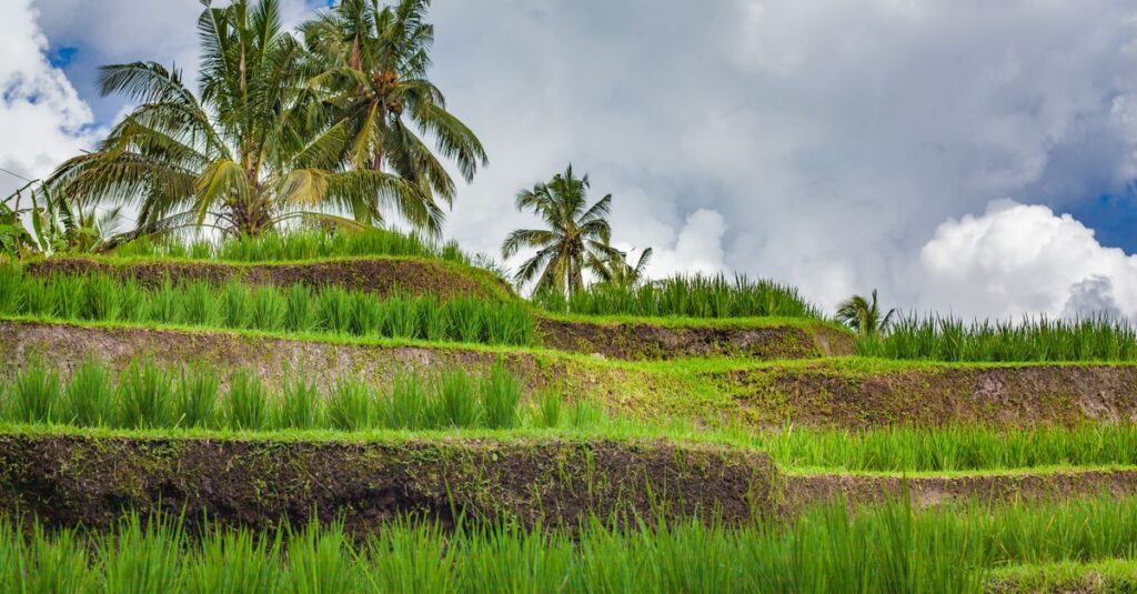 Jatiluwih à Bali en couple : le guide concret du “green land” (chemins faciles, timing parfait) Explore the vibrant terraced rice fields of Jatiluwih in Bali, Indonesia, under a bright blue sky.